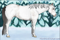 Horse Color:White Spotted Bay 