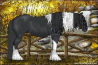 Horse Color:Black Tobiano