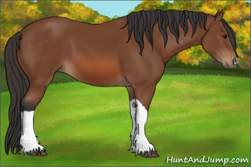 Horse Color: Bay 