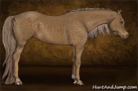 Horse Color:Chocolate Palomino 