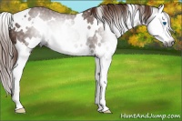 Horse Color:Gray White Spotted Chestnut Splash