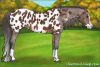 Horse Color:Bay Splash Appaloosa