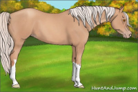 Horse Color:Silver Classic Champagne 