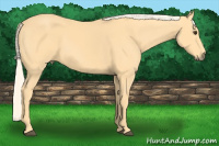 Horse Color:Palomino
