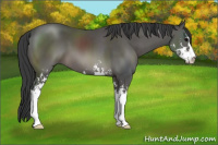 Horse Color:Black Sabino