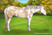 Horse Color:Bay Pearl Sabino 