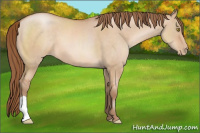Horse Color:Bay Pearl Dun