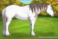Horse Color:Bay Dun Splash Snowcap 