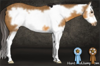 Horse Color:Buckskin Sabino Splash Frame 