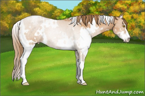 Horse Color: White Spotted Bay Pearl Sabino 