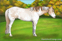 Horse Color:White Spotted Bay Pearl Sabino