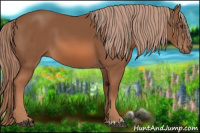 Horse Color:Liver Chestnut 