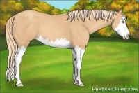 Horse Color:Gold Champagne Splash 