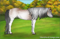 Horse Color:Gray White Spotted Bay 
