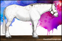 Horse Color:Gray Red Roan Splash Appaloosa 