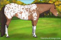 Horse Color:Bay Appaloosa 