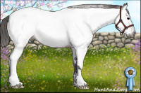 Horse Color:Gray Bay Near Fewspot 