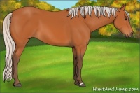 Horse Color:Silver Bay 