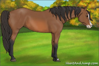 Horse Color:Bay Splash 