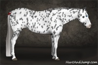 Horse Color:Blue Roan Splash Near Leopard 