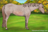Horse Color:Liver Chestnut Appaloosa
