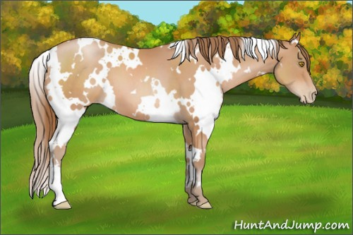 Horse Color: White Spotted Bay Pearl 