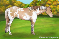 Horse Color:White Spotted Bay Pearl 