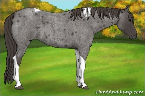 Horse Color:Smoky Blue Roan Tobiano 