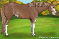 Horse Color:Chestnut Sabino