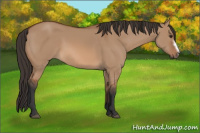 Horse Color:Bay Dun Frame 