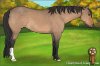Horse Color:Brown Dun 