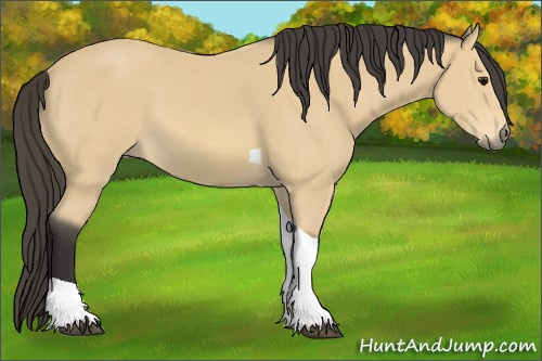 Horse Color: Buckskin Tobiano 