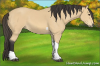 Horse Color:Buckskin Tobiano 