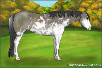 Horse Color:Grullo Sabino 