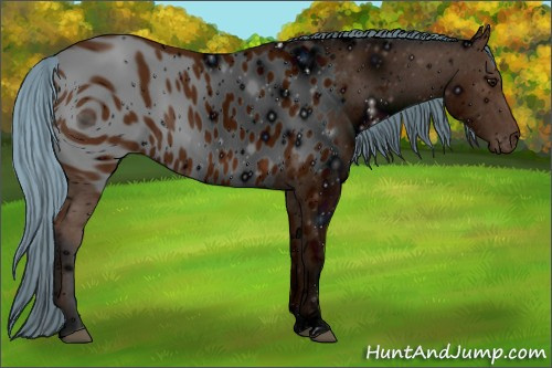 Horse Color: ERROR: UNKNOWN ANOMALY