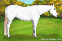 Horse Color:Chestnut Appaloosa 
