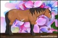 Horse Color:Bay Frame