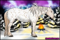 Horse Color:Chestnut Appaloosa 