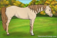 Horse Color:Red Dun Sabino