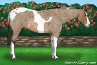 Horse Color:Gray Buckskin Roan Splash Tobiano 