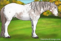 Horse Color:White Spotted Liver Chestnut Snowcap 