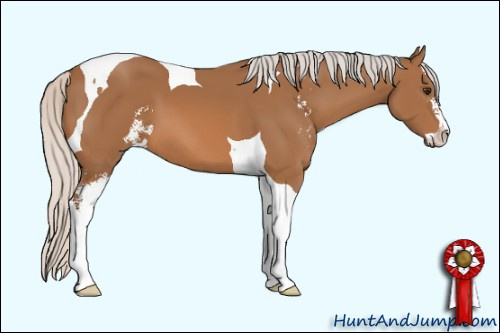 Horse Color: Unknown 