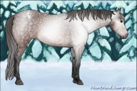 Horse Color:Gray Bay Varnish 