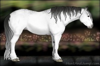 Horse Color:Gray White Spotted Black Splash 