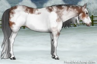 Horse Color:White Spotted Bay Splash Frame 