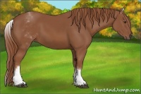Horse Color:White Spotted Chestnut 