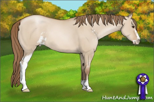 Horse Color: Grullo Pearl Sabino 
