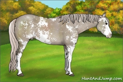 Horse Color: Silver Grullo Sabino 