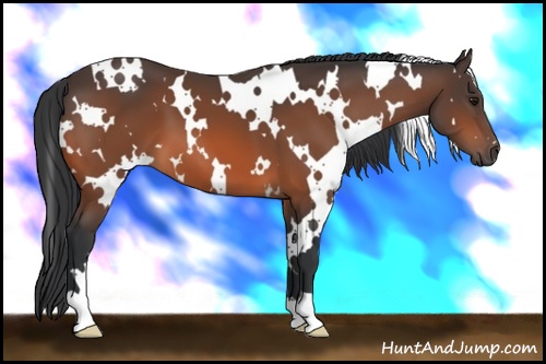 Horse Color: White Spotted Bay 