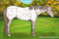 Horse Color:Classic Champagne Appaloosa Rabicano 
